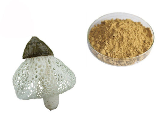 중국 Dictyophora 유기 Indusiata 추출물 협력 업체