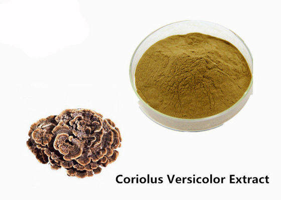 중국 체격 브라운 황색 Coriolus - versicolor 추출물 분말을 강화하십시오 협력 업체