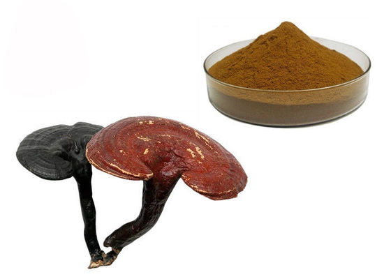 중국 50% 순수성 Ganoderma Lucidum Reishi 버섯 추출물 분말 협력 업체