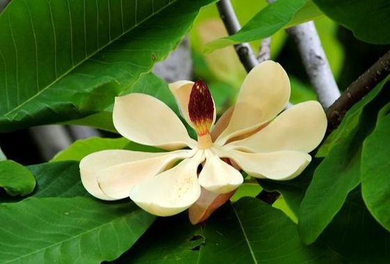 HPLC Magnolol/Honokiol 태산목 Officinalis 수피 추출물 협력 업체