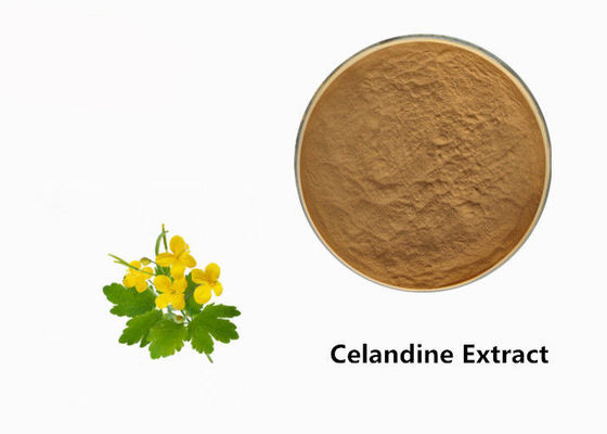 Celandine 식물 추출물 분말 협력 업체