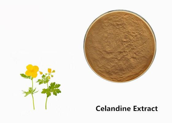 Celandine 식물 추출물 분말 협력 업체