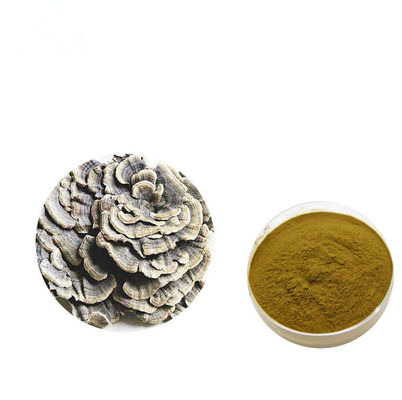 체격 브라운 황색 Coriolus - versicolor 추출물 분말을 강화하십시오 협력 업체